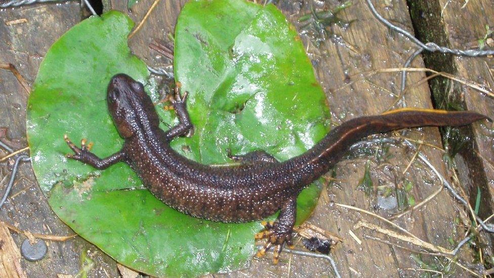 Female great crested newt