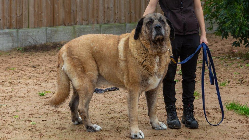 Major, an 11-year-old Anatolian Shepherd