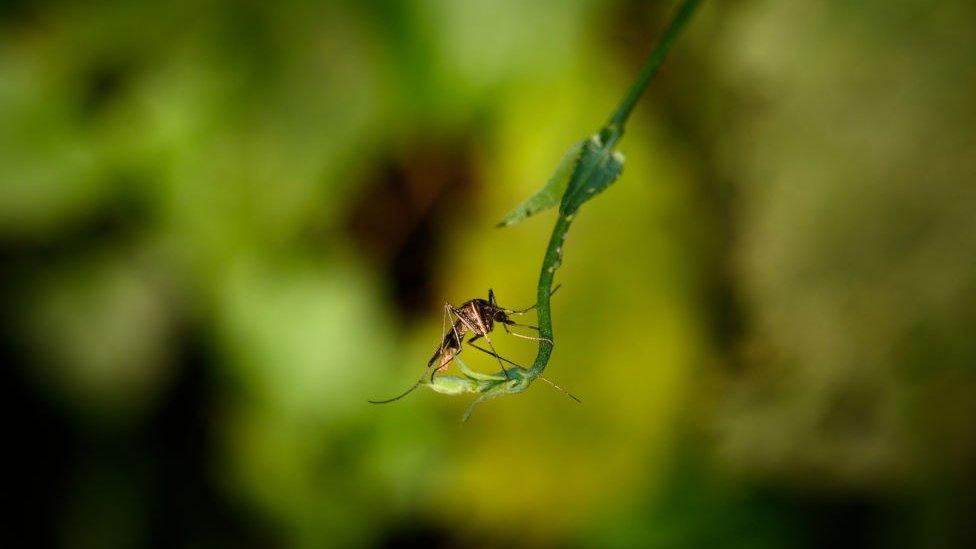 an anopheles mosquito resting on a plant