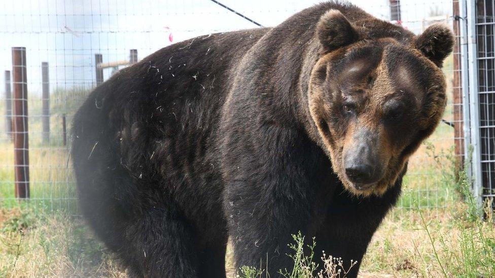 Brown bear