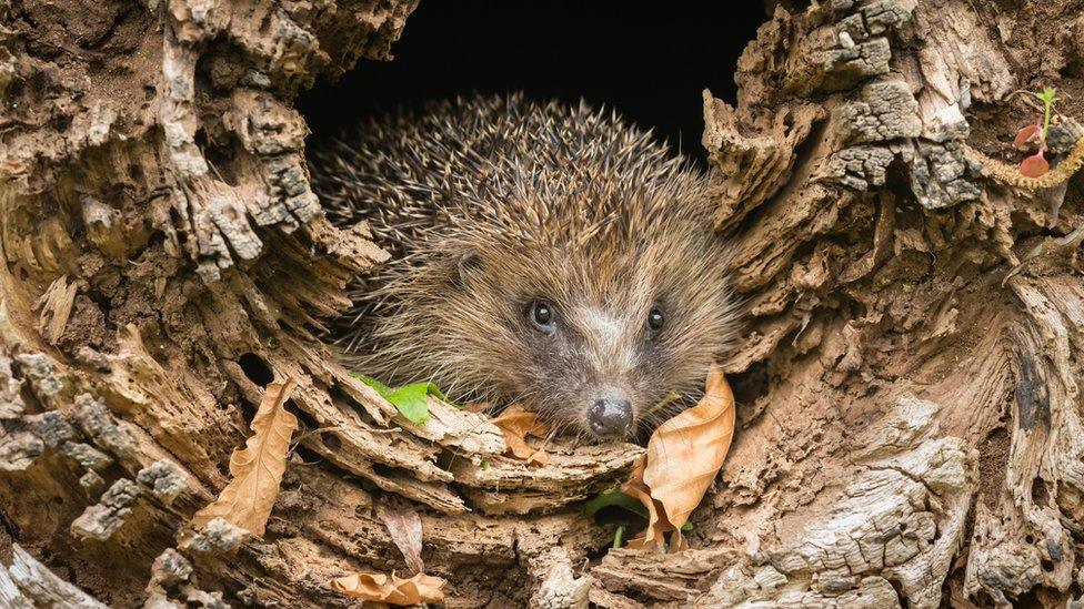 hedgehog-in-leaves