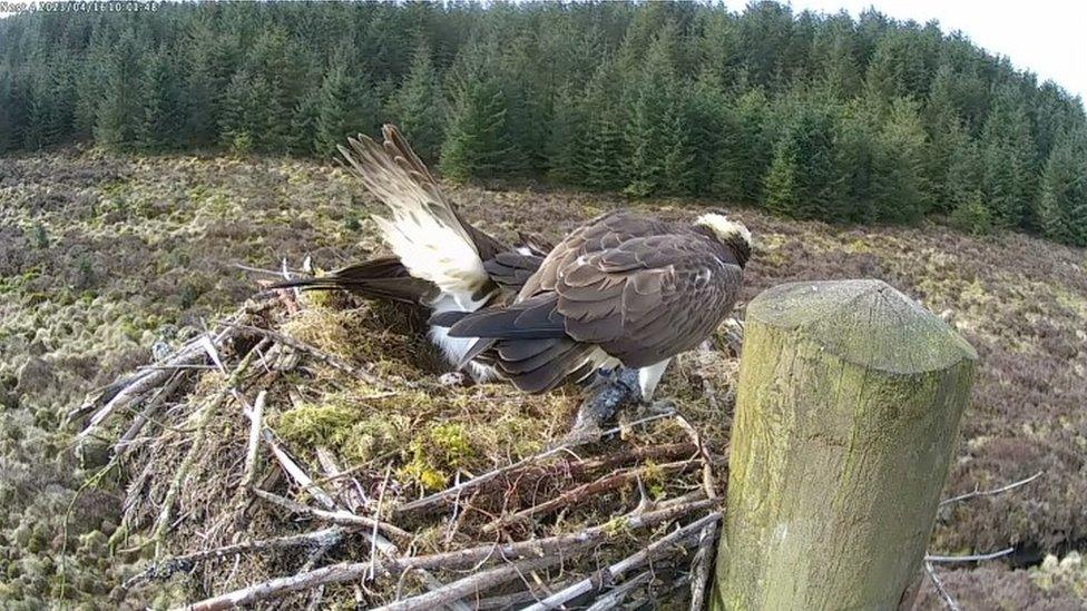 Osprey pair with egg in nest