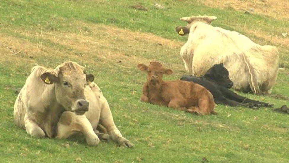 Cows at rest