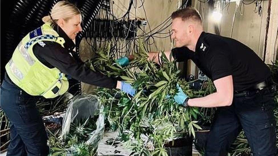 Two officers grabbing hold of cannabis plants at a derelict office space