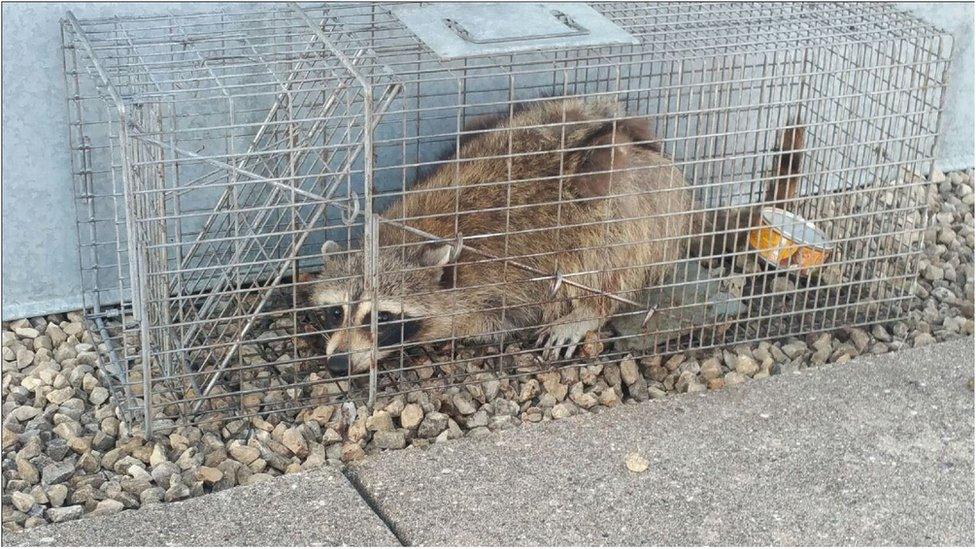 Raccoon in metal cage