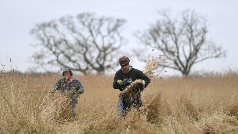 Reed cutters Rowan Nichols and Paul Eldridge