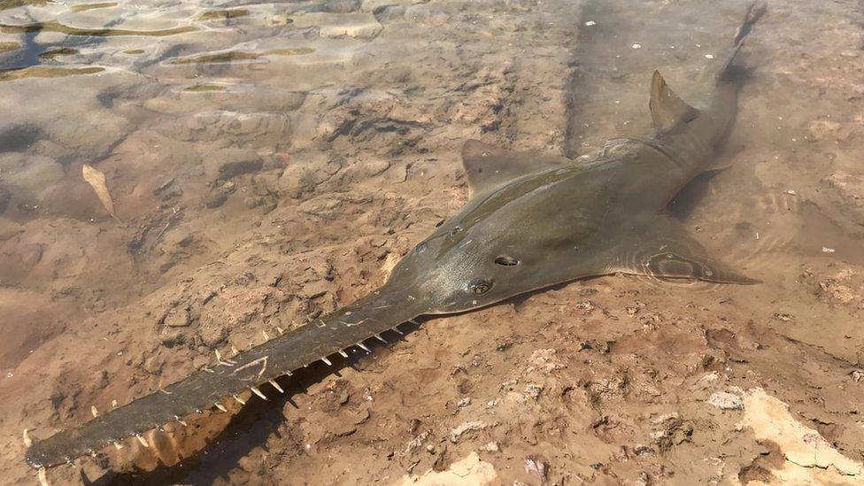 Largetoothed sawfish, Australia