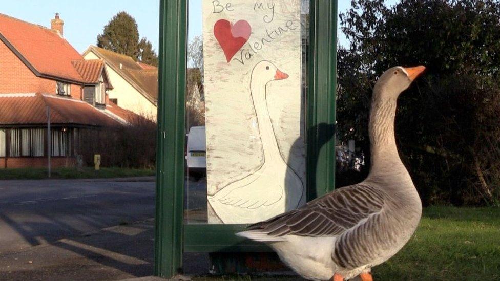 Gordon the goose