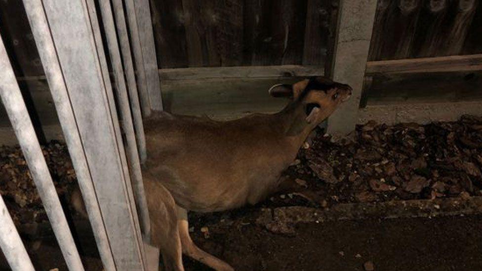 A muntjac deer on its side in the centre of the image, caught up in silver-coloured railings on the left. Its head is pointing to the right. Its torso is through one pair of the railings and its back legs are pointing through the adjacent pair.