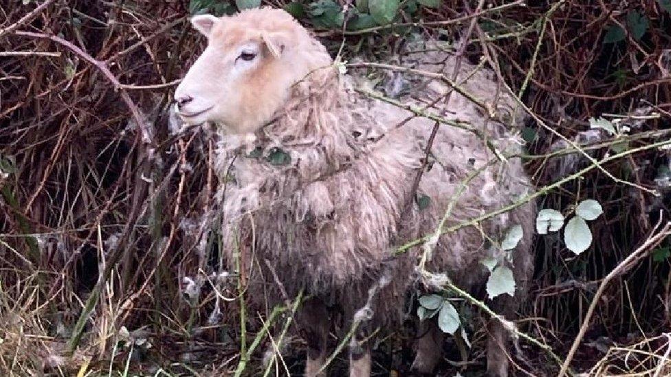 Sheep rescue