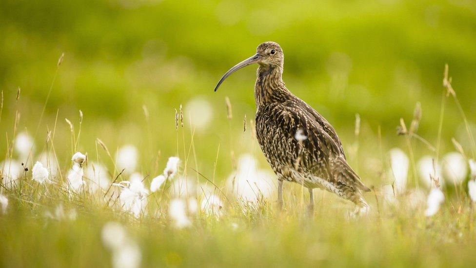 Curlew in a peat bog landscape