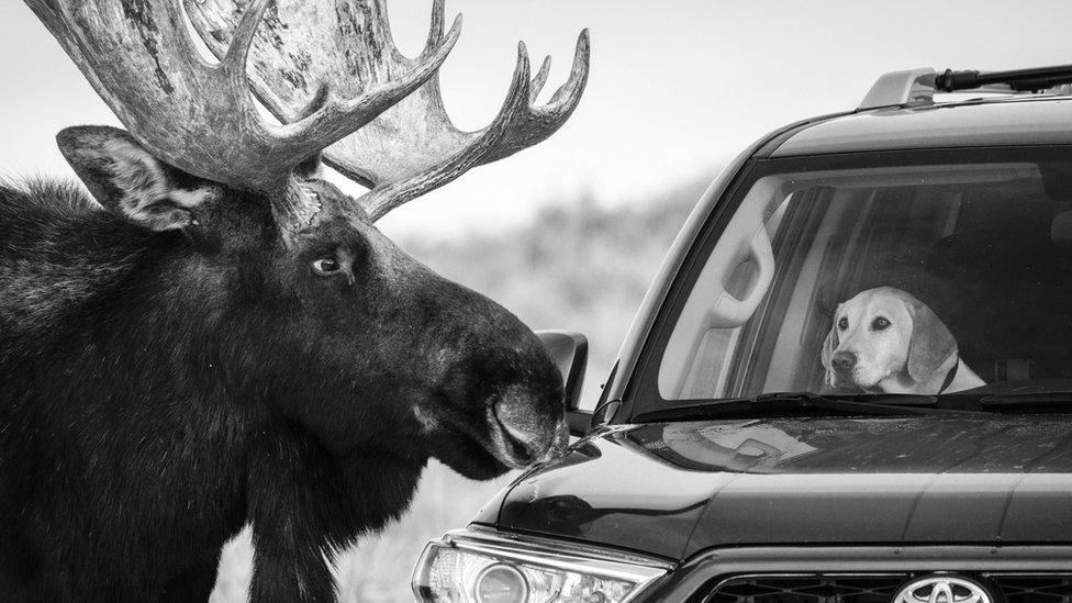 Close Encounter by Guillermo Esteves