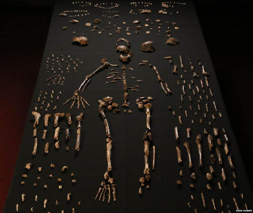 Naledi Skeleton