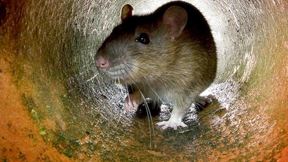 Rat in a tunnel