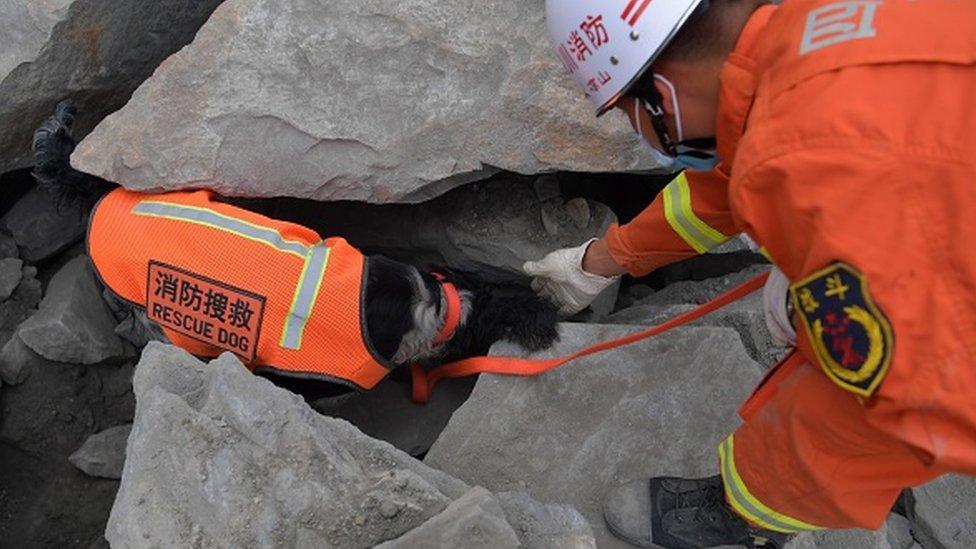 A rescue dog helping out in Xinmo, Sichuan, during the June 2017 landslide