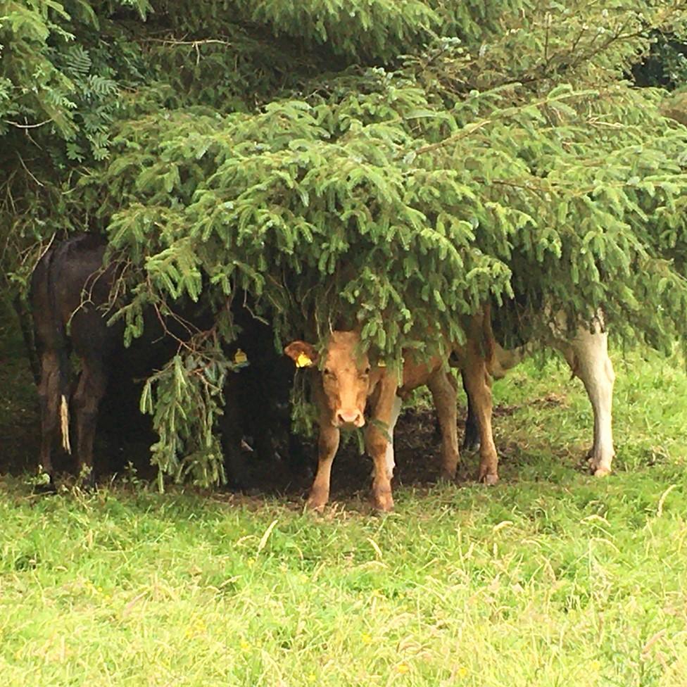 Cows keeping cool under a tree