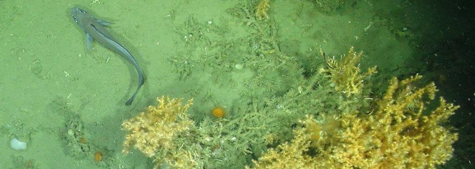 Fish and corals at pocket mounds