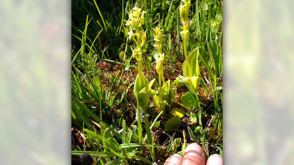 Dune fen orchid