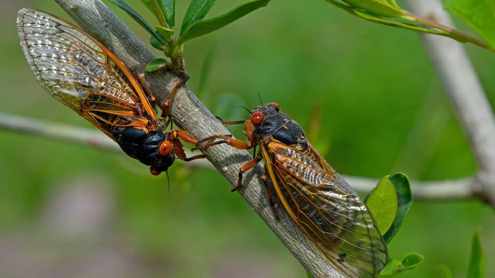 periodical cicadas.