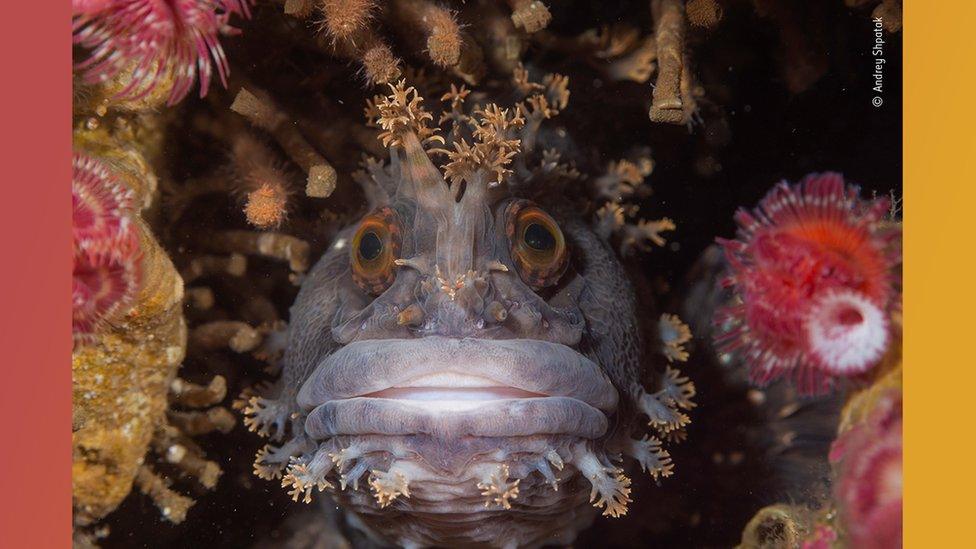 japanese-warbonnet-fish