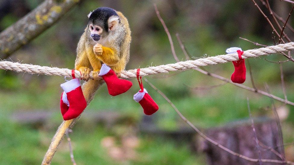 Squirrel monkey eats treat from a mini Christmas stocking