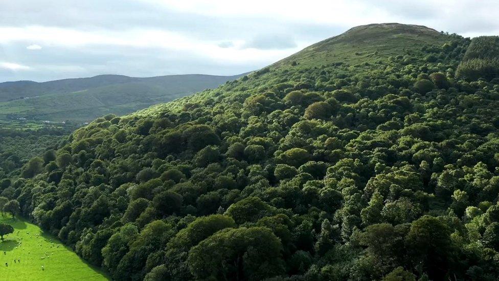 Mourne Park woodland