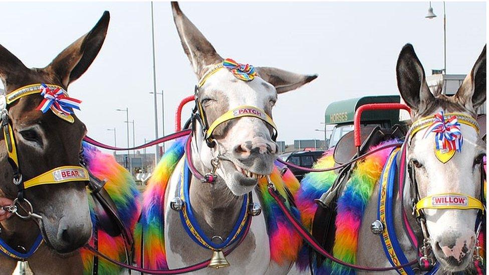 Blackpool donkeys