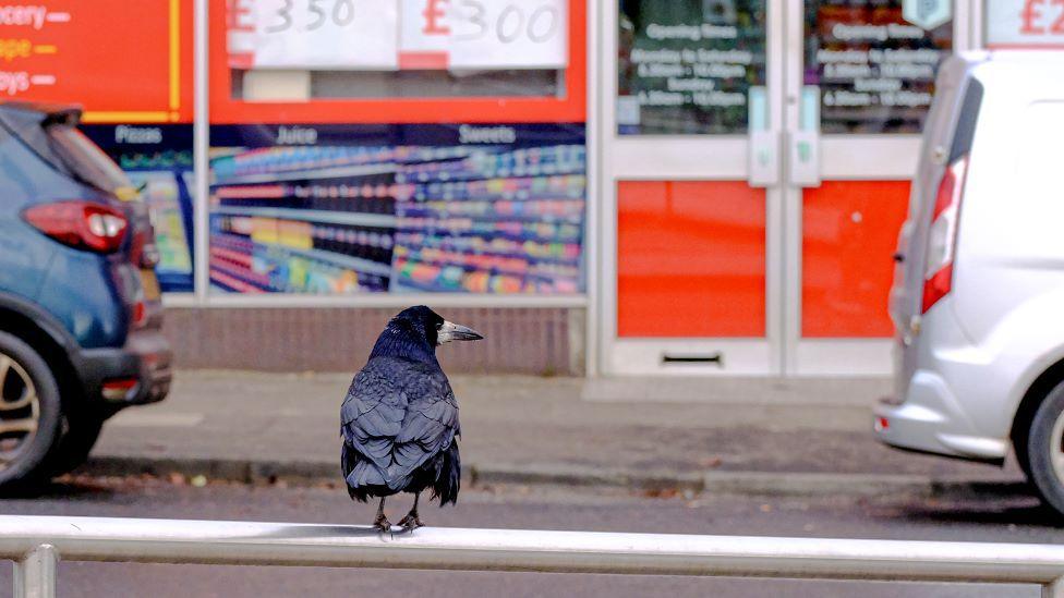 Black crow standing on a street railing, with the rear of two cars in the background, and a shopfront with red and glass doors.