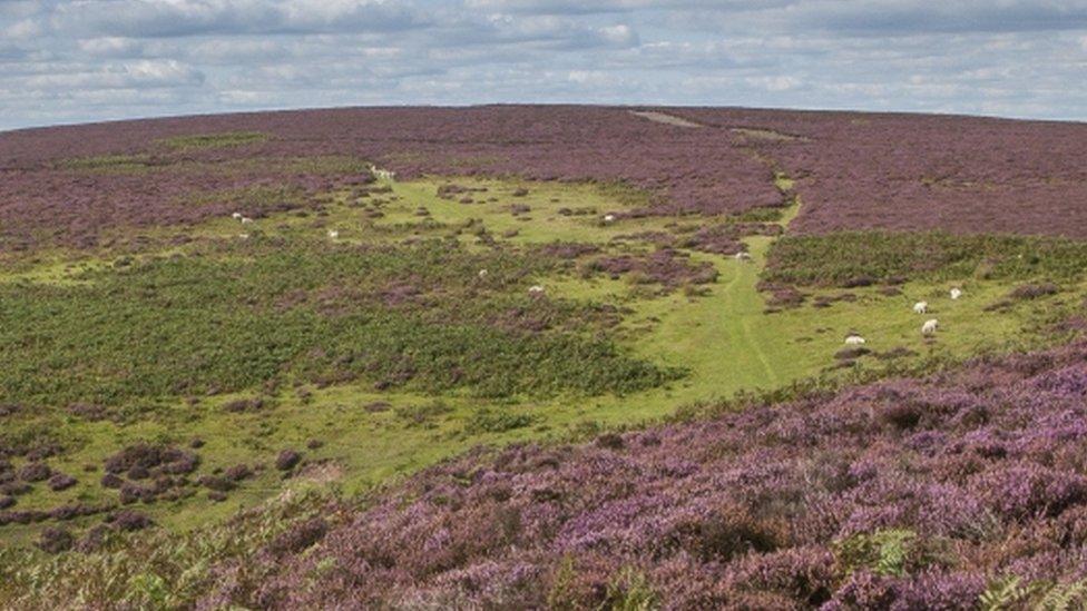 Long Mynd