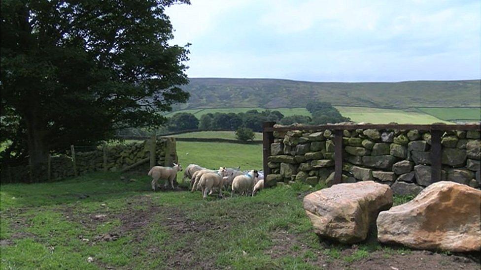 North Yorkshire sheep