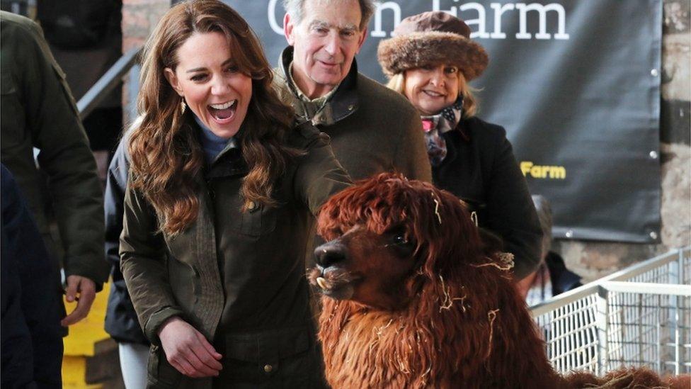 kate with alpaca