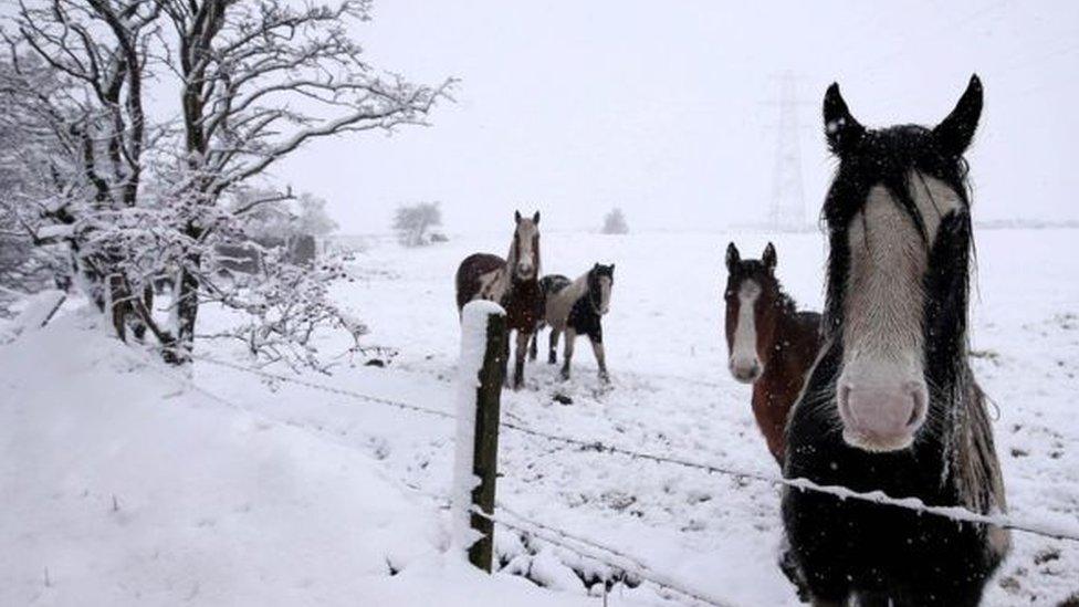 Horses in the snow