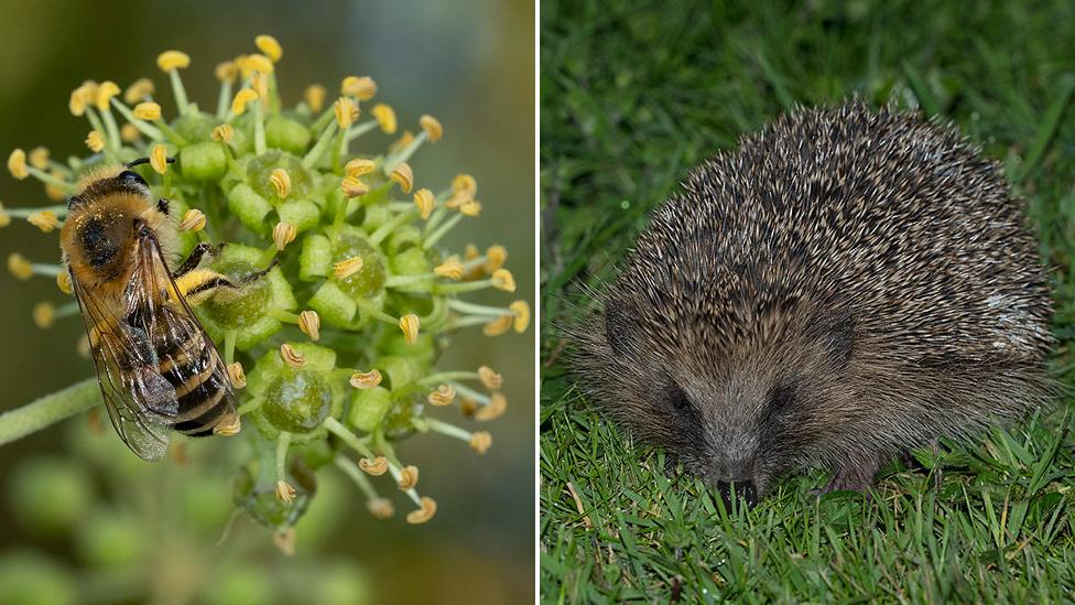 Ivy bee; hedgehog