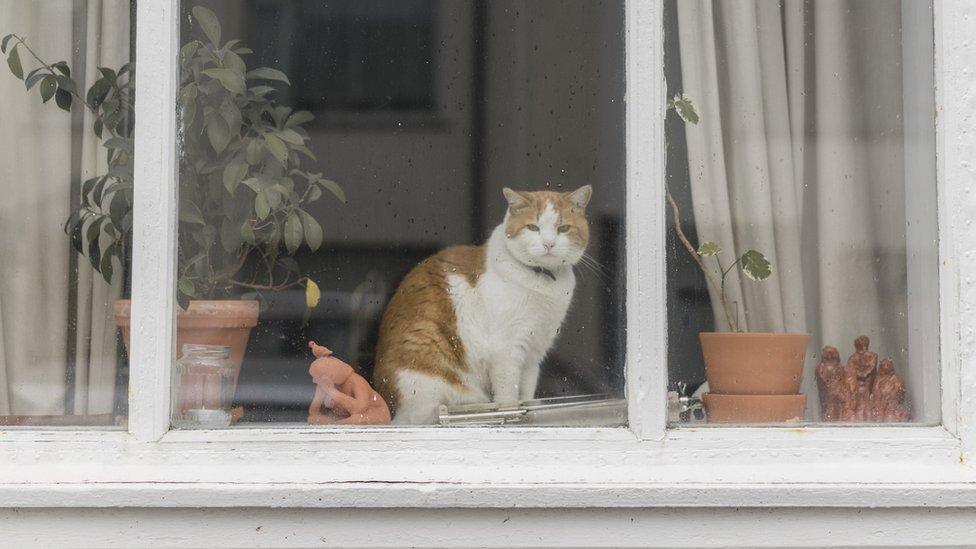 Cat looking out of window.