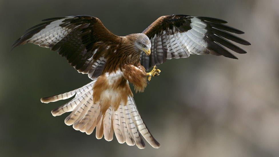 Red kites