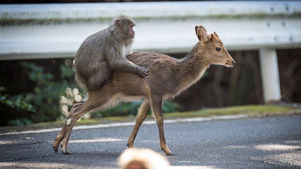 Monkey and deer