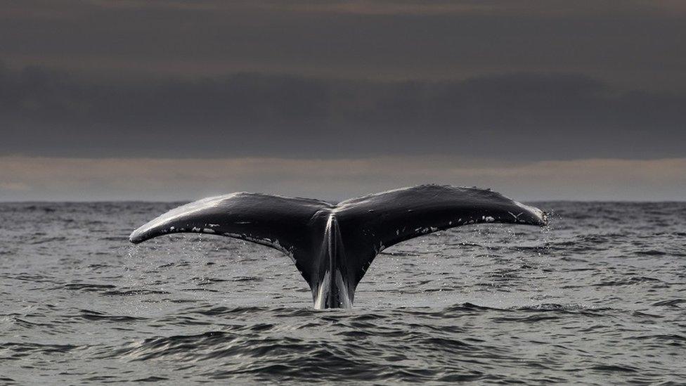 Humpback whale