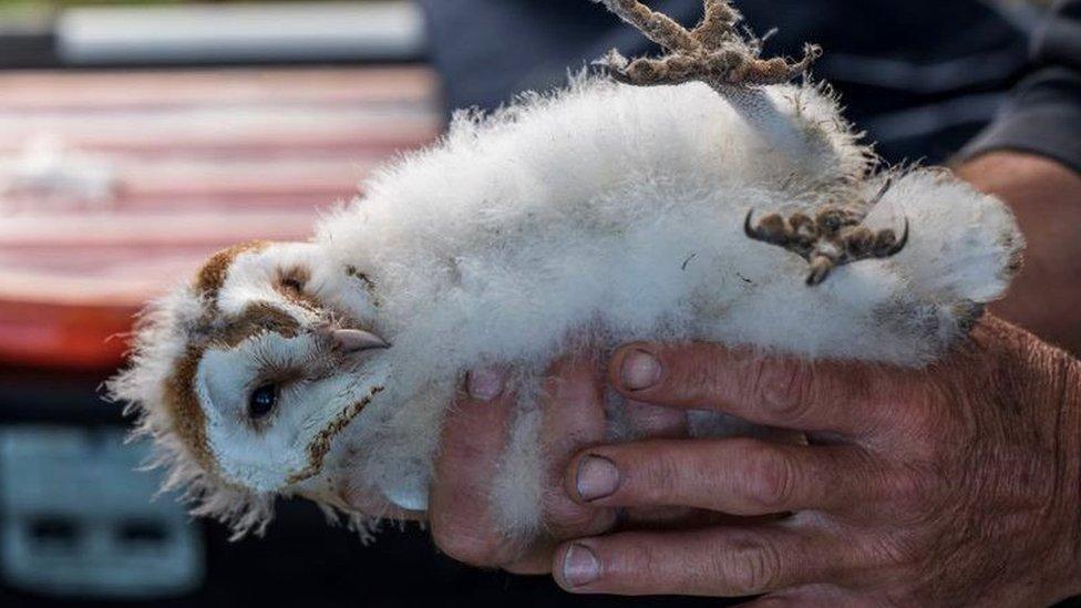 Barn owl chick