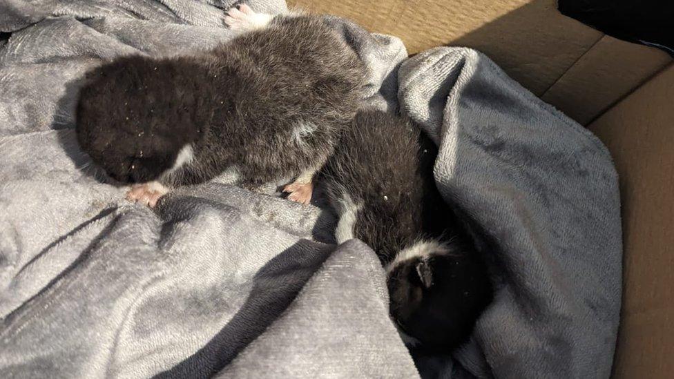 Two rescued kittens in Northampton