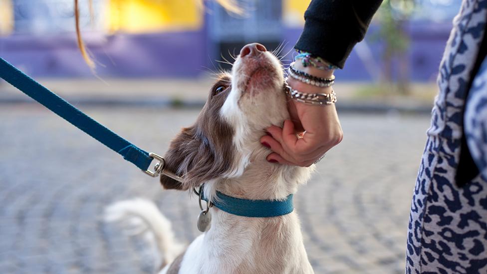 A dog being stroked