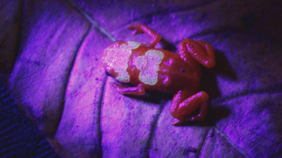 glowing-toadlet.