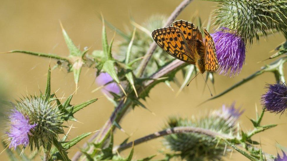 Dark green fritillary National Trust Peak District