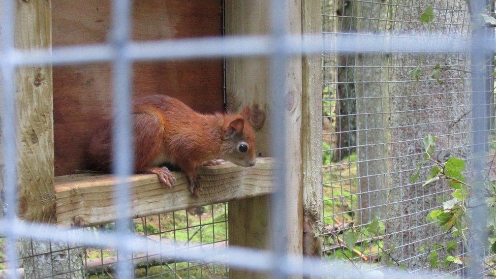 A squirrel in an enclosure