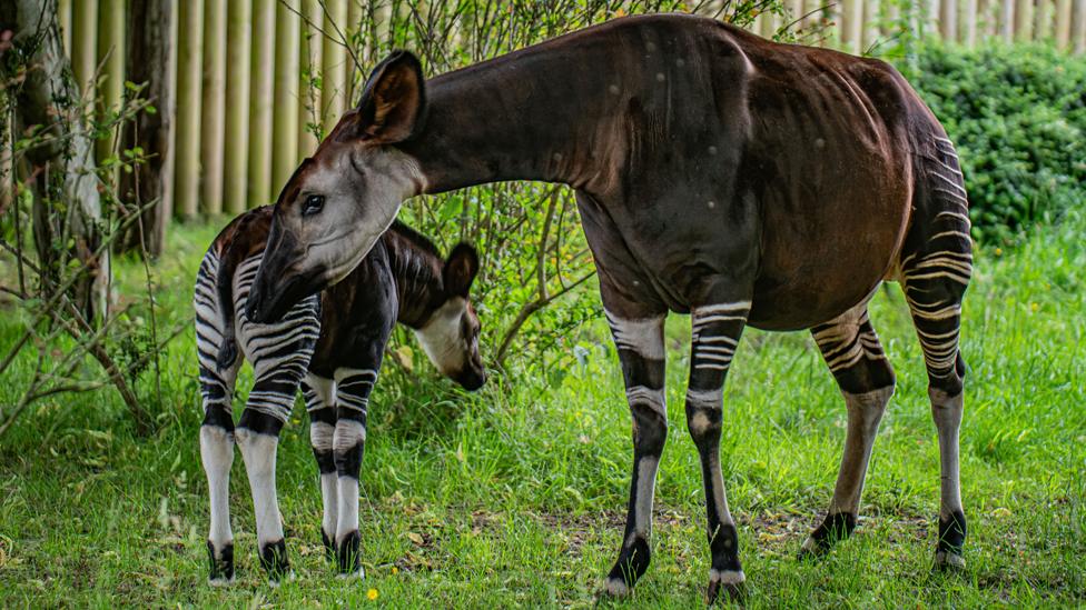 Okapi calf and mother