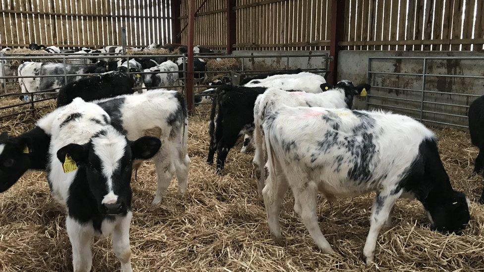 Cows on Cheryl Reeves' farm