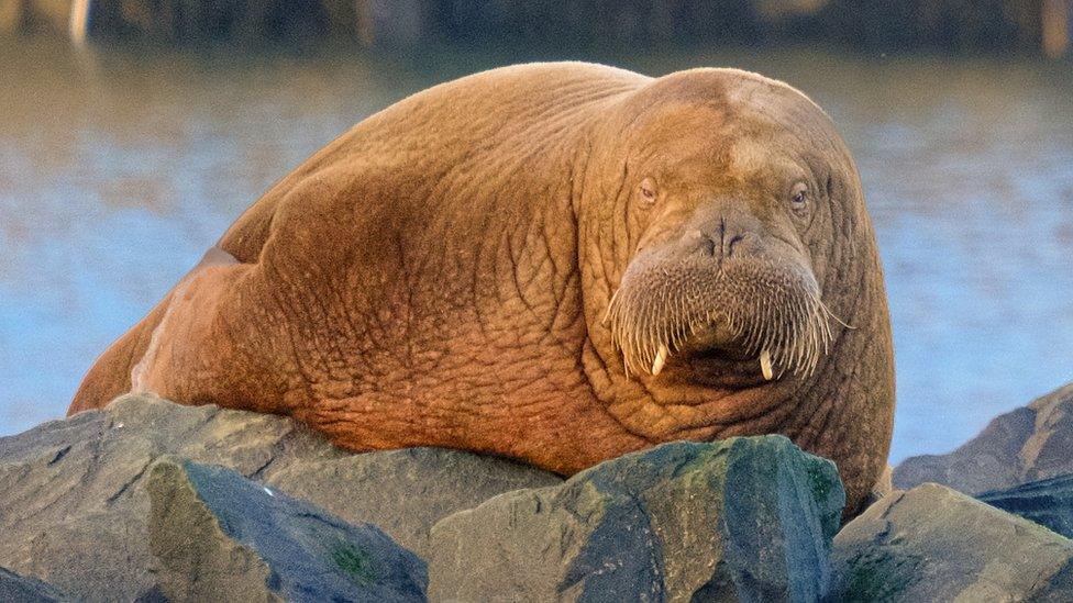 Walrus resting on rocks at Seahouses