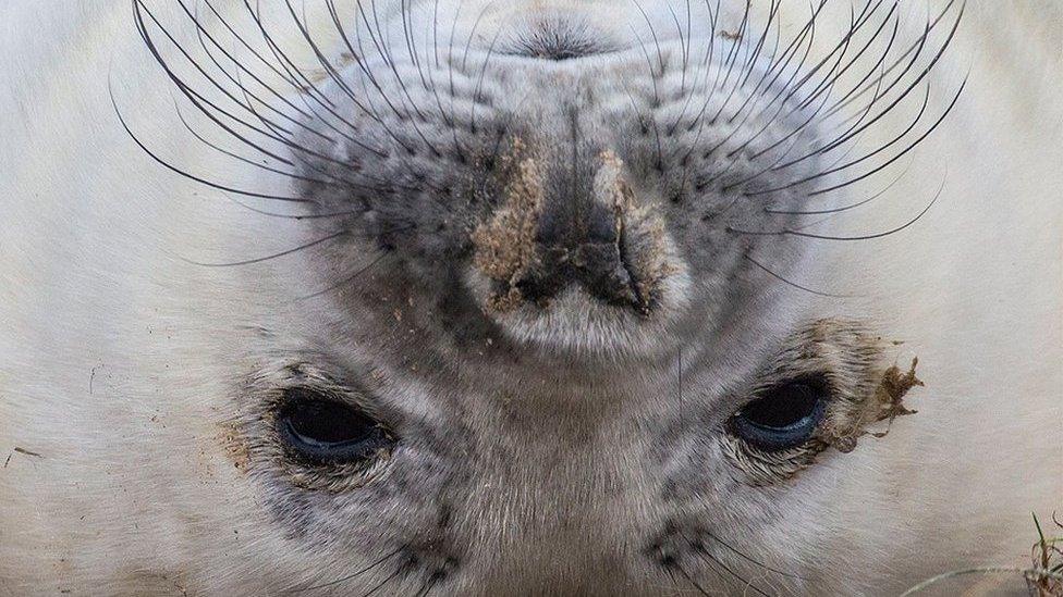 A seal lying upside down