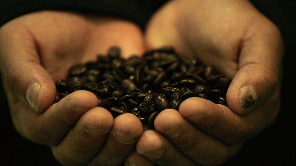 Farmer hold coffee beans in hands