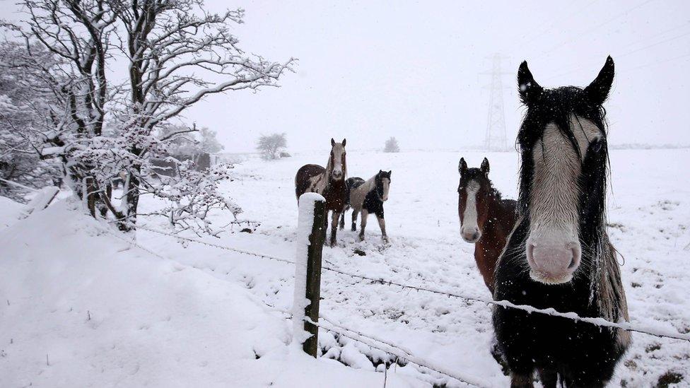 Horses in the snow