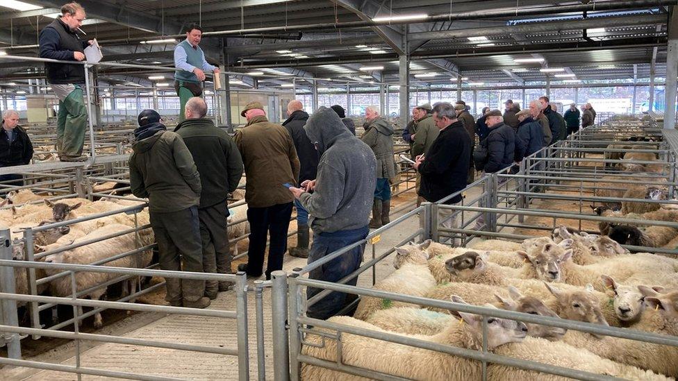 Livestock market in Shrewsbury